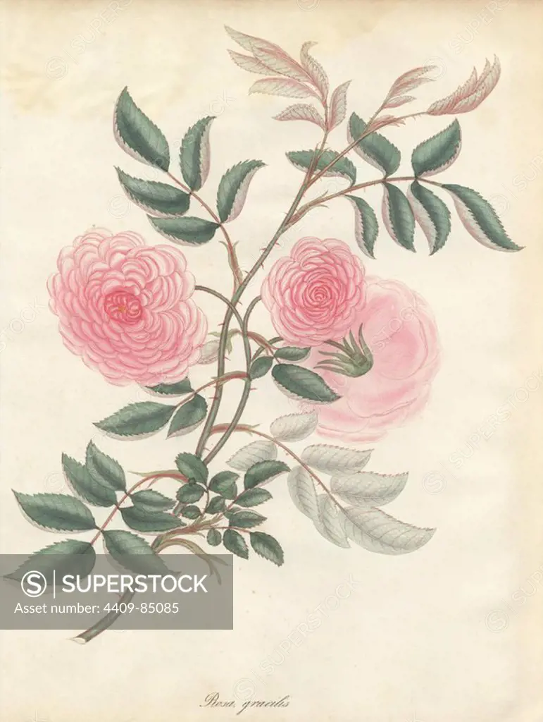 Pink rose, Rosa gracilis. Handcoloured copperplate botanical drawn, engraved and coloured by Henry Charles Andrews for his own "Roses, a monograph of the genus Rosa," London, 1806. Andrews was an English botanist, artist and engraver who published the "Botanist's Repository" from 1797 to 1812 and separate volumes on roses, geraniums and heaths.