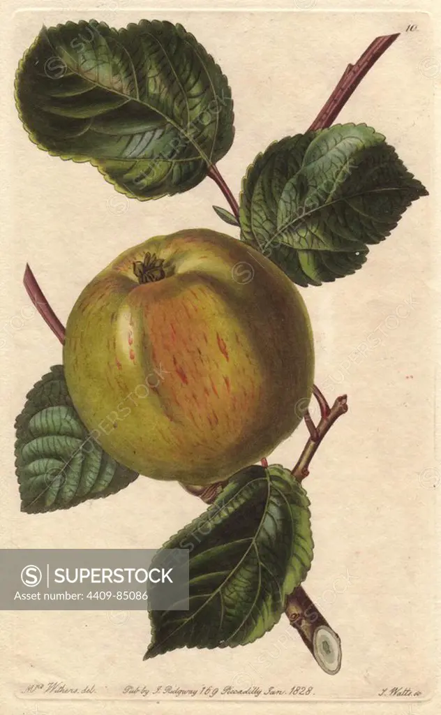 Borovitsky apple, Malus domestica, raised in the Taurida Gardens near St. Petersburgh. Handcoloured copperplate engraving by S. Watts from a botanical illustration by Augusta Withers from John Lindley's "Pomological Magazine," James Ridgway, London, 1828. The magazine was published in three volumes from 1828 to 1830 and discontinued at plate 152 because of a dispute between the editors. Lindley (1795-1865) was an English botanist and gardener who published books on roses, orchids, and fruit. Mrs. Withers (1793-1877) was an eminent Victorian botanical artist and Flower Painter in Ordinary to Queen Adelaide.