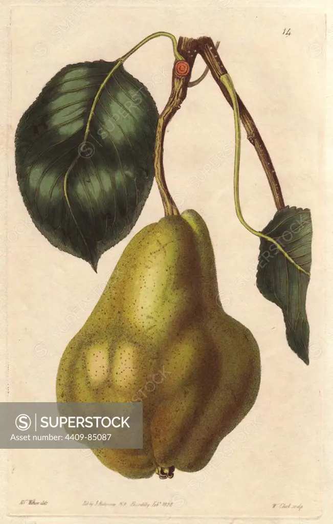 Summer bonchretien pear, Pyrus communis, old variety cultivated since the 16th century. Handcoloured copperplate engraving by William Clark from a botanical illustration by Augusta Withers from John Lindley's "Pomological Magazine," James Ridgway, London, 1828. The magazine was published in three volumes from 1828 to 1830 and discontinued at plate 152 because of a dispute between the editors. Lindley (1795-1865) was an English botanist and gardener who published books on roses, orchids, and fruit. Mrs. Withers (1793-1877) was an eminent Victorian botanical artist and Flower Painter in Ordinary to Queen Adelaide.