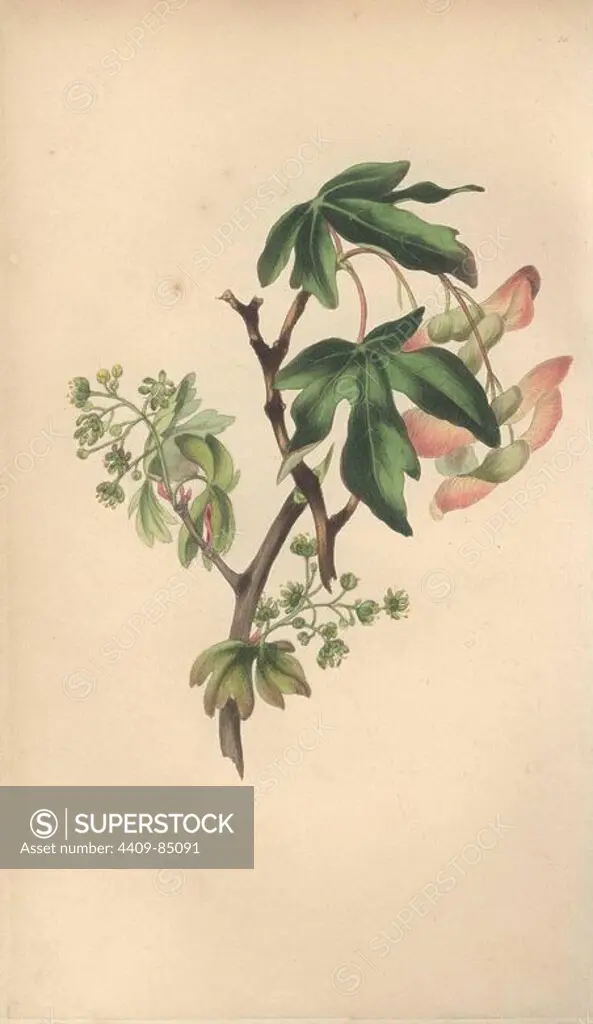 Field maple tree with leaves, flowers and samara fruit, Acer campestre. Handcoloured botanical illustration drawn from nature by Mrs. Rebecca Hey from her own "Spirit of the Woods," London, Longman, Rees, 1837. Rebecca Hey was a Victorian writer, poet and artist who wrote "Moral of Flowers" 1833 and "Recollections of the Lakes" 1841. The plates were probably engraved by William Clark, former draughtsman to the London Horticultural Society, and engraver on Hey's previous book.