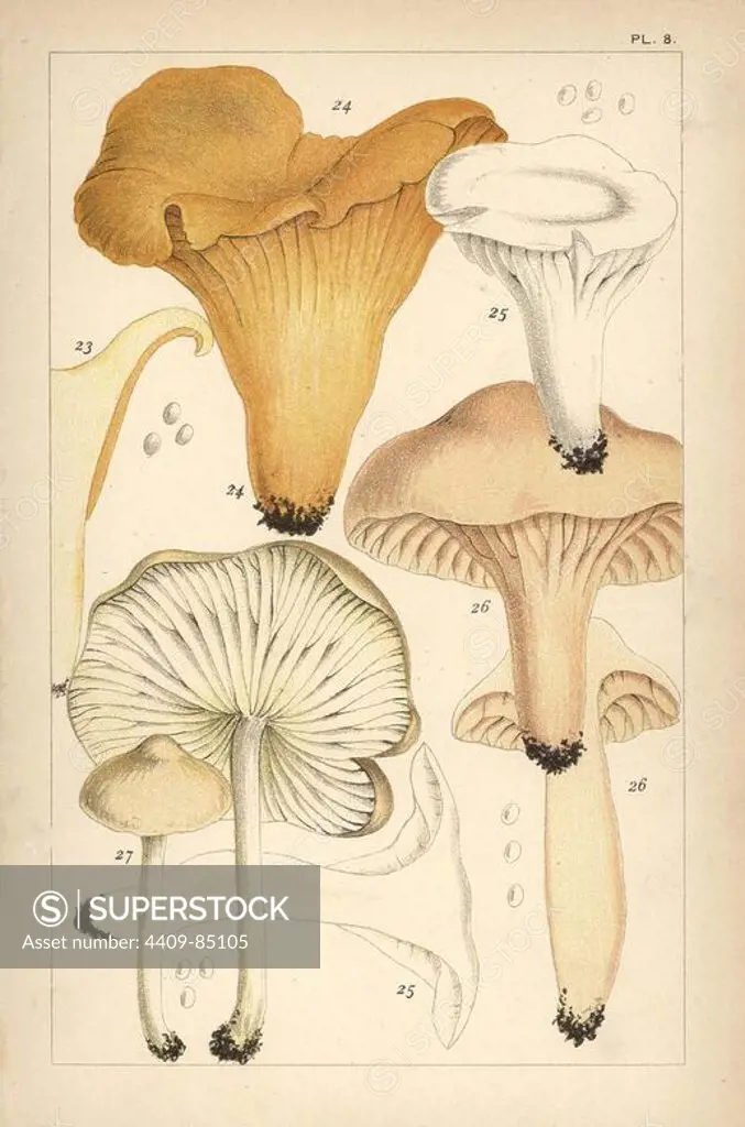 Golden chanterelle mushroom, Cantharellus cibarius 23 and 24, gilled mushroom, Hygrocybe virgineus 25, meadow waxy cap, H. pratensis 26 and Scotch bonnet, Marasmius oreades 27. Chromolithograph after an illustration by M. C. Cooke from his own "British Edible Fungi, how to distinguish and how to cook them," London, Kegan Paul, 1891. Mordecai Cubitt Cooke (1825-1914) was a British botanist, mycologist and artist. He was curator a the India Musuem from 1860 to 1879, when he transferred along with the botanical collection to the Royal Botanic Gardens, Kew.