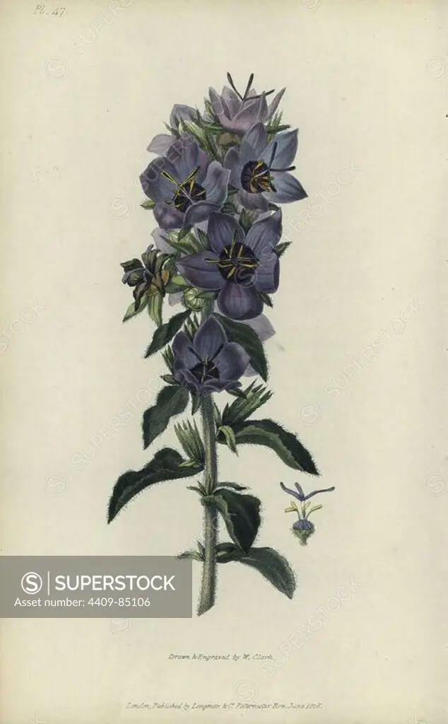 Rough bellflower, Campanula peregrina. Handcoloured botanical illustration drawn and engraved by William Clark from Richard Morris's "Flora Conspicua" London, Longman, Rees, 1826. William Clark was former draughtsman to the London Horticultural Society and illustrated many botanical books in the 1820s and 1830s.