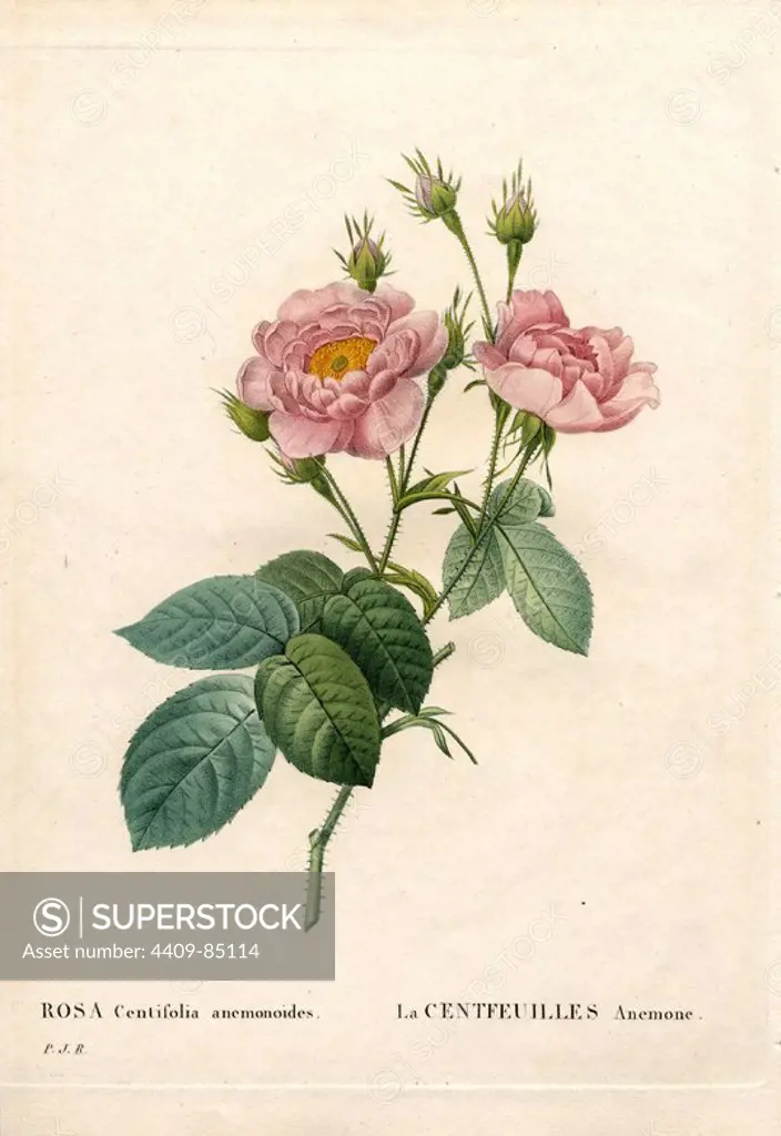 Hundred-Petalled Anemone rose, Rosa centifolia variety, La Centfeuilles Anémone. Handcoloured stipple copperplate engraving from Pierre Joseph Redoute's "Les Roses," Paris, 1828. Redoute was botanical artist to Marie Antoinette and Empress Josephine. He painted over 170 watercolours of roses from the gardens of Malmaison.