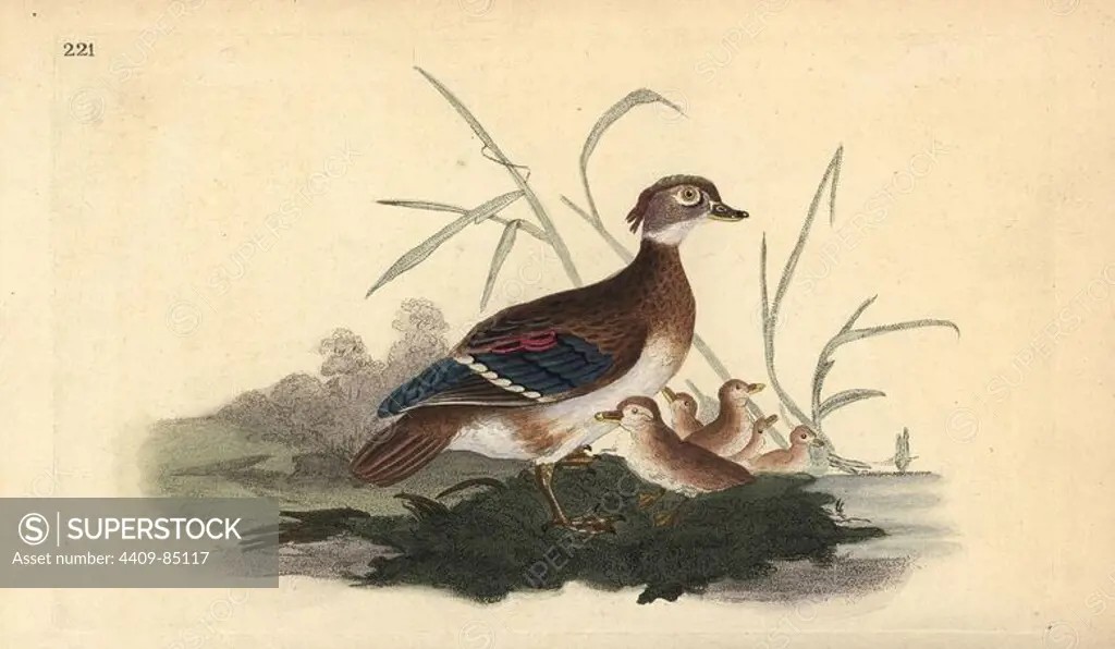 American wood duck (female and young), Aix sponsa. Handcoloured copperplate drawn and engraved by Edward Donovan from his own "Natural History of British Birds," London, 1794-1819. Edward Donovan (1768-1837) was an Anglo-Irish amateur zoologist, writer, artist and engraver. He wrote and illustrated a series of volumes on birds, fish, shells and insects, opened his own museum of natural history in London, but later he fell on hard times and died penniless.