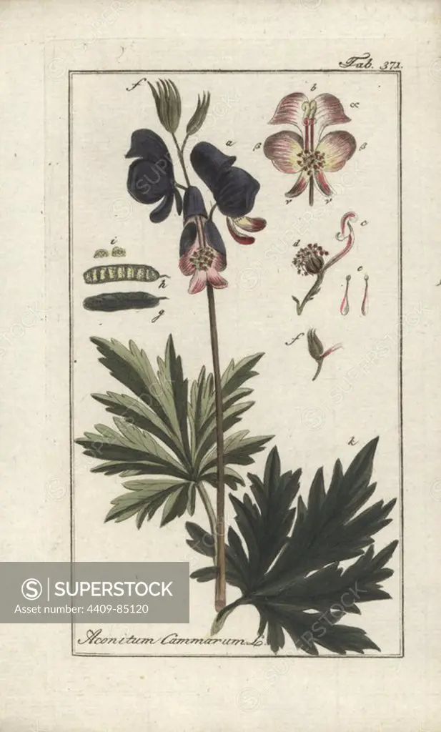 Monkshood hybrid, Aconitum x cammarum. Handcoloured copperplate botanical engraving from Johannes Zorn's "Afbeelding der Artseny-Gewassen," Jan Christiaan Sepp, Amsterdam, 1796. Zorn first published his illustrated medical botany in Nurnberg in 1780 with 500 plates, and a Dutch edition followed in 1796 published by J.C. Sepp with an additional 100 plates. Zorn (1739-1799) was a German pharmacist and botanist who collected medical plants from all over Europe for his "Icones plantarum medicinalium" for apothecaries and doctors.