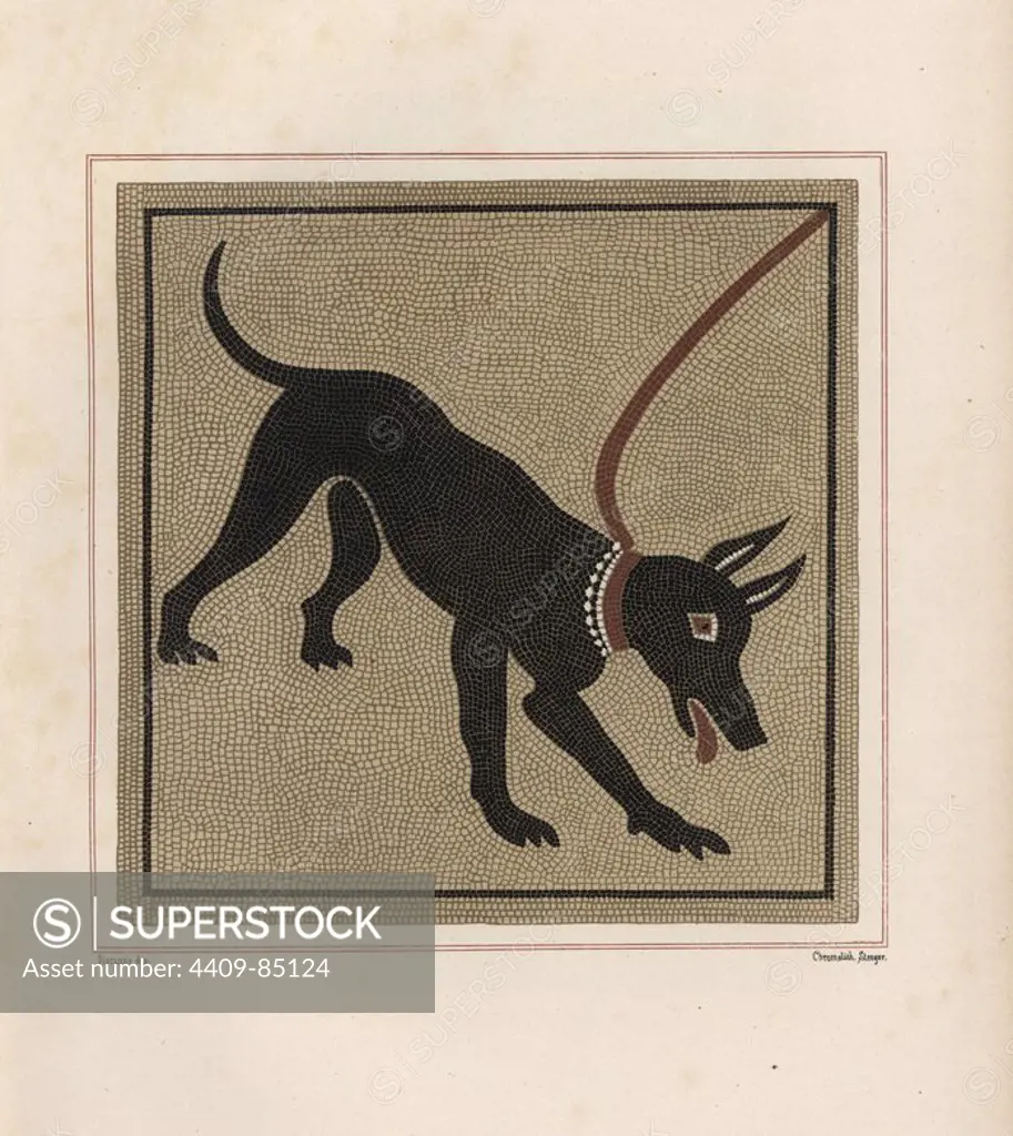 Mosaic of a dog from the porter's threshold in the House of Vesonius Primus, a fuller. Illustration drawn by Discanno and lithographed by Victor Steeger from Emil Presuhn's "Pompeji. Die Neuesten Ausgrabungen von 1874-1881," Weigel, Leipzig, 1882. German archeologist Presuhn (1844-1881) lived in Italy for eight years and, with Mr. Discanno and Miss Amy Butts, made exact copies of many wall paintings that are now lost.