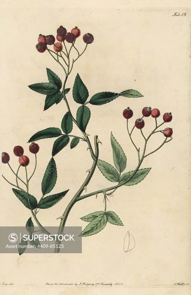 Rosa microcarpa, Rosa cymosa var. cymosa, with crimson rosehips. Handcoloured copperplate engraved by Watts from an illustration by John Lindley from his own "Rosarum Monographia, or a Botanical History of Roses," London, Ridgeway, 1820. Lindley (1799-1865) was an English botanist who specialized in roses and orchids. Lindley wrote and illustrated this monograph when just 22 years old. He went on to edit the "Botanical Register" from 1829 to 1847.