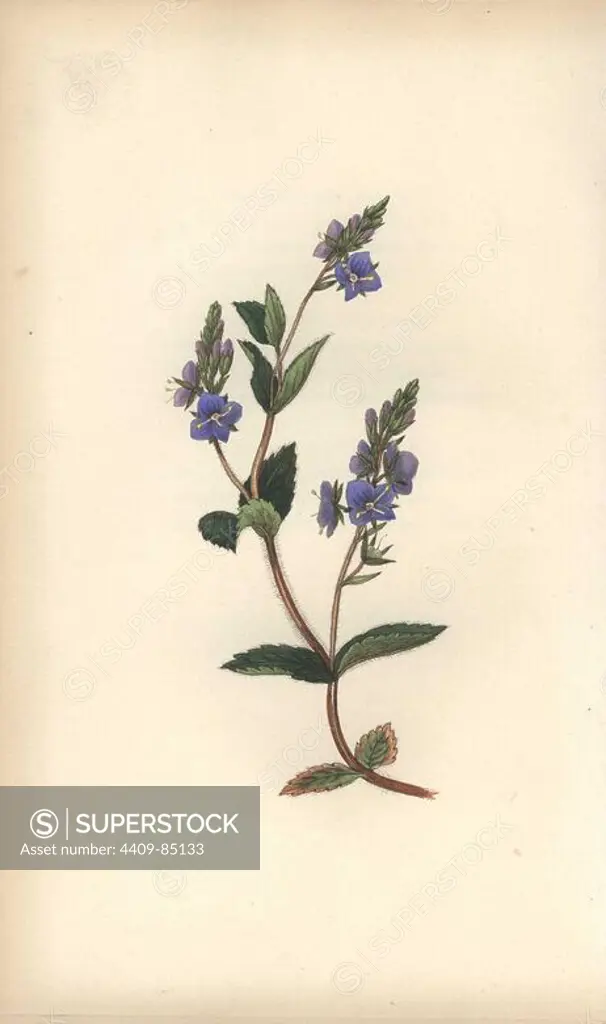 Speedwell, Veronica chamaedrys. Handcoloured botanical illustration drawn and engraved by William Clark from Rebecca Hey's "Moral of Flowers," London, Longman, Rees, 1833. Mrs. Rebecca Hey was a Victorian writer, poet and artist who wrote "Spirit of the Woods" 1837 and "Recollections of the Lakes" 1841. William Clark was former draughtsman to the London Horticultural Society and illustrated many botanical books in the 1820s and 1830s.