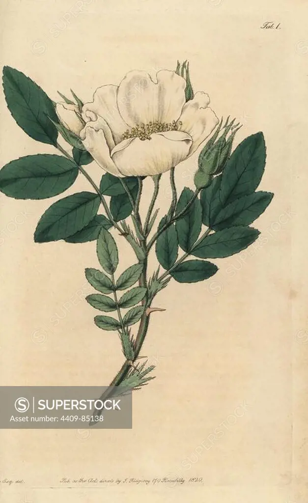 Lyell's rose, Rosa lyellii, single white rose with leaves and buds. Handcoloured copperplate engraved by Watts from an illustration by John Lindley from his own "Rosarum Monographia, or a Botanical History of Roses," London, Ridgeway, 1820. Lindley (1799-1865) was an English botanist who specialized in roses and orchids. Lindley wrote and illustrated this monograph when just 22 years old. He went on to edit the "Botanical Register" from 1829 to 1847.