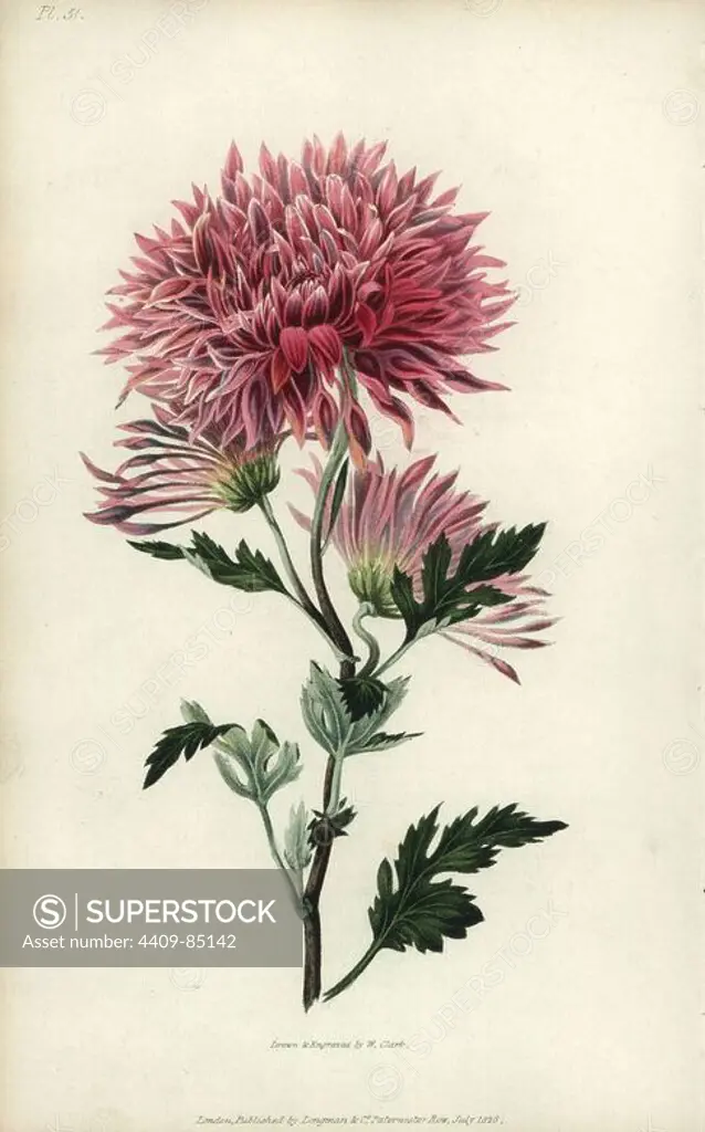 Starry purple Chinese chrysanthemum, Chrysanthemum sinense purpurascens. Handcoloured botanical illustration drawn and engraved by William Clark from Richard Morris's "Flora Conspicua" London, Longman, Rees, 1826. William Clark was former draughtsman to the London Horticultural Society and illustrated many botanical books in the 1820s and 1830s.