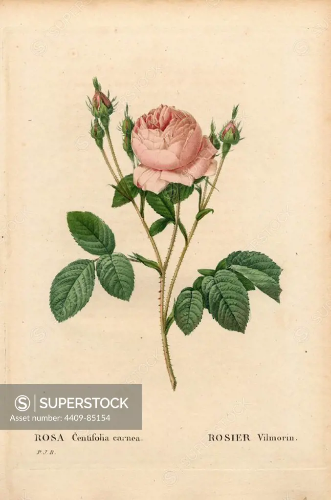 Vilmorin rose, Rosa centifolia Vilmorin. Handcoloured stipple copperplate engraving from Pierre Joseph Redoute's "Les Roses," Paris, 1828. Redoute was botanical artist to Marie Antoinette and Empress Josephine. He painted over 170 watercolours of roses from the gardens of Malmaison.