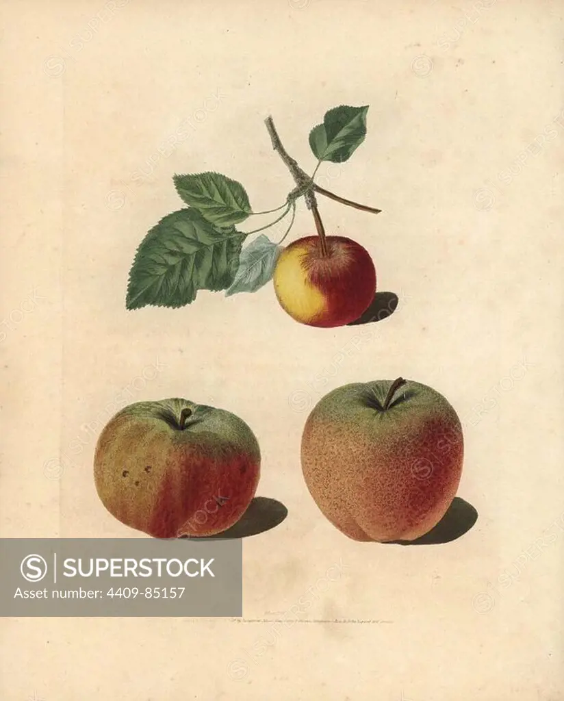 Apple varieties, Malus domestica: Pomme d'Api, Padly's Pippin and Bigg's Nonsuch. Handcoloured stipple engraving of an illustration by George Brookshaw from his own "Pomona Britannica," London, Longman, Hurst, etc., 1817. The quarto edition of the original folio edition published from 1804-1812. Brookshaw (1751-1823) was a successful cabinet maker who disappeared in the 1790s before returning as a flower painter with the anonymous "New Treatise on Flower Painting," 1797.
