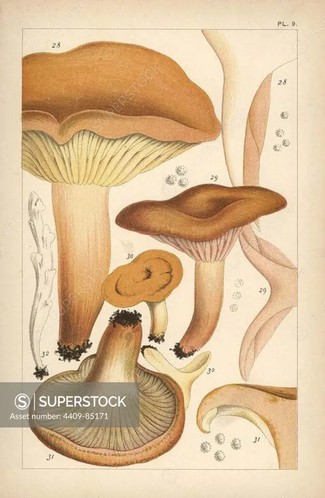 Weeping milk cap, Lactarius volemus 28, mild milk cap, L. subdulcis 29, milkcap, L. mitissimus 30, saffron milkcap, L. deliciosus 31, and fairy fingers, Clavaria rugosa 32. Chromolithograph after an illustration by M. C. Cooke from his own "British Edible Fungi, how to distinguish and how to cook them," London, Kegan Paul, 1891. Mordecai Cubitt Cooke (1825-1914) was a British botanist, mycologist and artist. He was curator a the India Musuem from 1860 to 1879, when he transferred along with the botanical collection to the Royal Botanic Gardens, Kew.