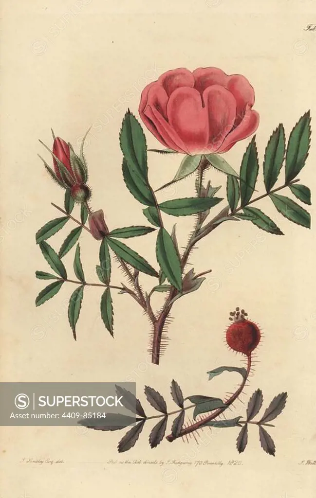 Dwarf Labrador shining rose, Rosa nitida. Handcoloured copperplate engraved by Watts from an illustration by John Lindley from his own "Rosarum Monographia, or a Botanical History of Roses," London, Ridgeway, 1820. Lindley (1799-1865) was an English botanist who specialized in roses and orchids. Lindley wrote and illustrated this monograph when just 22 years old. He went on to edit the "Botanical Register" from 1829 to 1847.