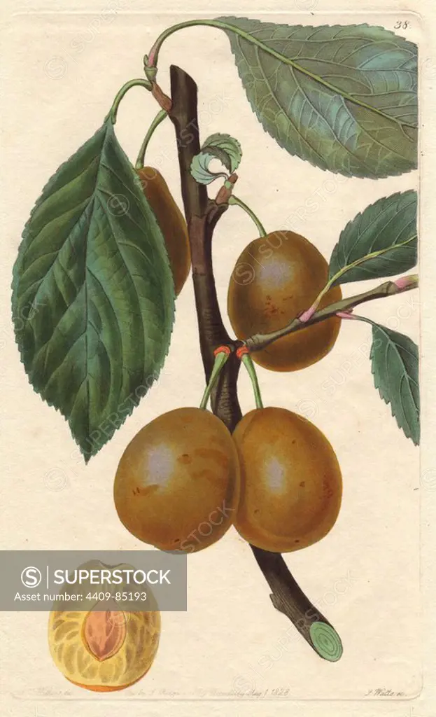 White imperatrice plum, Prunus domestica. Handcoloured copperplate engraving by S. Watts from a botanical illustration by Augusta Withers from John Lindley's "Pomological Magazine," James Ridgway, London, 1828. The magazine was published in three volumes from 1828 to 1830 and discontinued at plate 152 because of a dispute between the editors. Lindley (1795-1865) was an English botanist and gardener who published books on roses, orchids, and fruit. Mrs. Withers (1793-1877) was an eminent Victorian botanical artist and Flower Painter in Ordinary to Queen Adelaide.