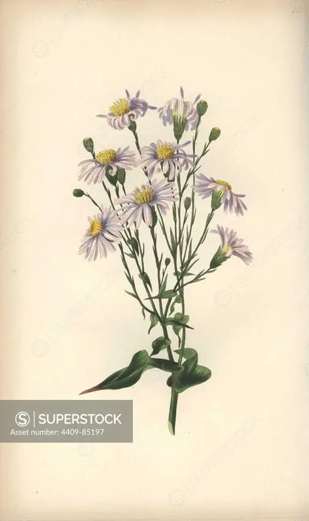 Michaelmas daisy, Aster serotinus. Handcoloured botanical illustration drawn and engraved by William Clark from Rebecca Hey's "Moral of Flowers," London, Longman, Rees, 1833. Mrs. Rebecca Hey was a Victorian writer, poet and artist who wrote "Spirit of the Woods" 1837 and "Recollections of the Lakes" 1841. William Clark was former draughtsman to the London Horticultural Society and illustrated many botanical books in the 1820s and 1830s.