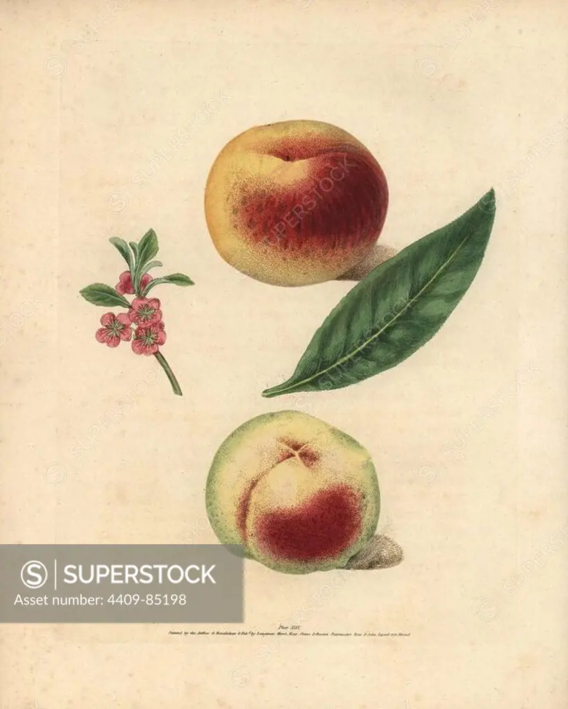 Peach varieties, Prunus persica: Bourdine, blossom, leaf, and Nivette or Bel de Vitry. Handcoloured stipple engraving of an illustration by George Brookshaw from his own "Pomona Britannica," London, Longman, Hurst, etc., 1817. The quarto edition of the original folio edition published from 1804-1812. Brookshaw (1751-1823) was a successful cabinet maker who disappeared in the 1790s before returning as a flower painter with the anonymous "New Treatise on Flower Painting," 1797.