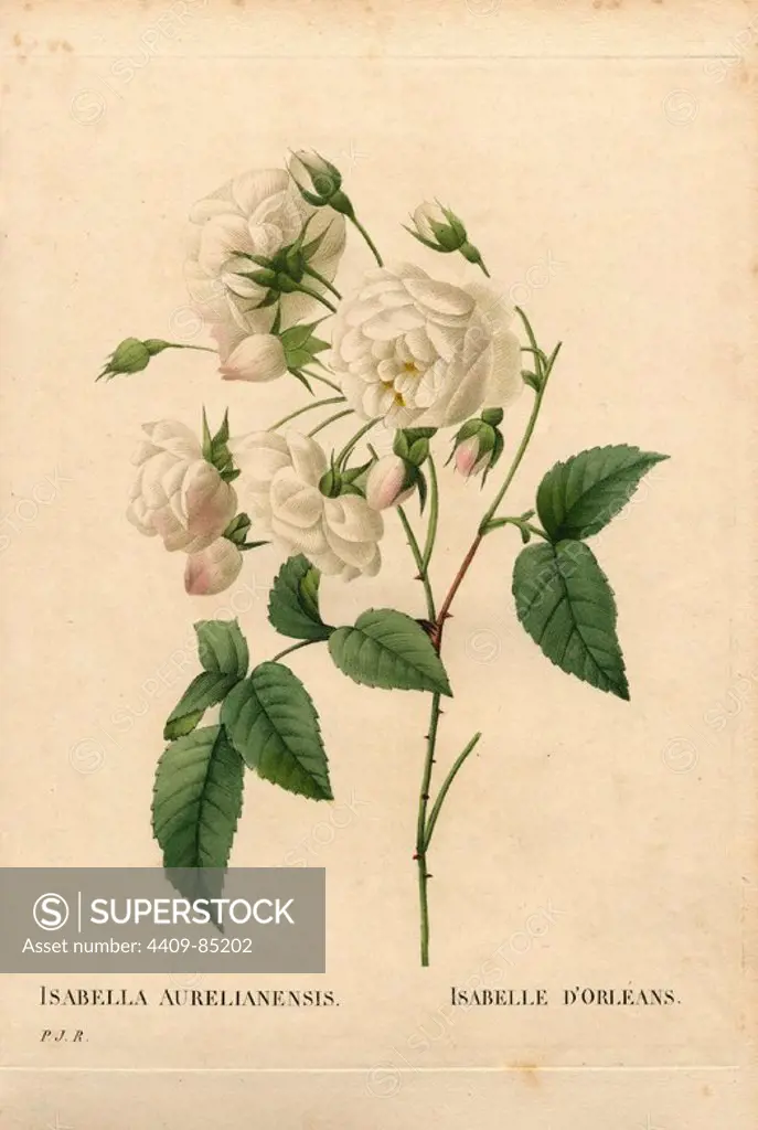 Duchesse dOrléans rose, Rosa gallica variety. Handcoloured stipple copperplate engraving from Pierre Joseph Redoute's "Les Roses," Paris, 1828. Redoute was botanical artist to Marie Antoinette and Empress Josephine. He painted over 170 watercolours of roses from the gardens of Malmaison.