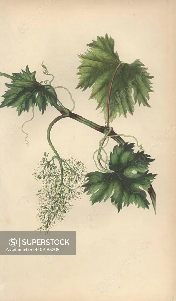 Grapevine with leaves and young grapes, Vitis vinifera. Handcoloured botanical illustration drawn from nature by Mrs. Rebecca Hey from her own "Spirit of the Woods," London, Longman, Rees, 1837. Rebecca Hey was a Victorian writer, poet and artist who wrote "Moral of Flowers" 1833 and "Recollections of the Lakes" 1841. The plates were probably engraved by William Clark, former draughtsman to the London Horticultural Society, and engraver on Hey's previous book.