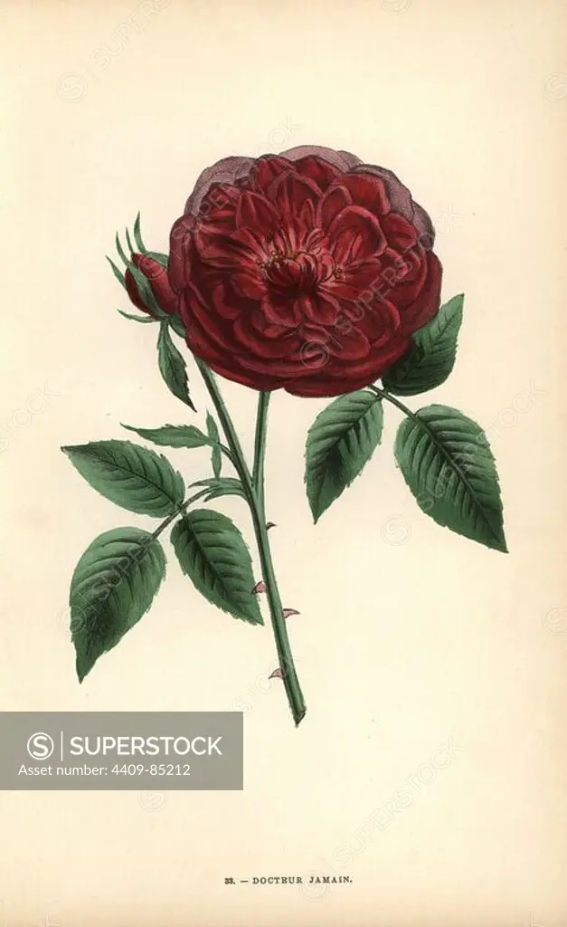 Docteur Jamain rose, hybrid rose raised by Hippolyte Jamain in 1853. Chromolithograph drawn and lithographed after nature by F. Grobon from Hippolyte Jamain and Eugene Forney's "Les Roses," Paris, J. Rothschild, 1873. Jamain was a rose grower and Forney a professor of arboriculture. François Frédéric Grobon (1815-1901) ran his own atelier and illustrated "Fleurs" after Redoute with his brother Anthelme as the Grobon freres.