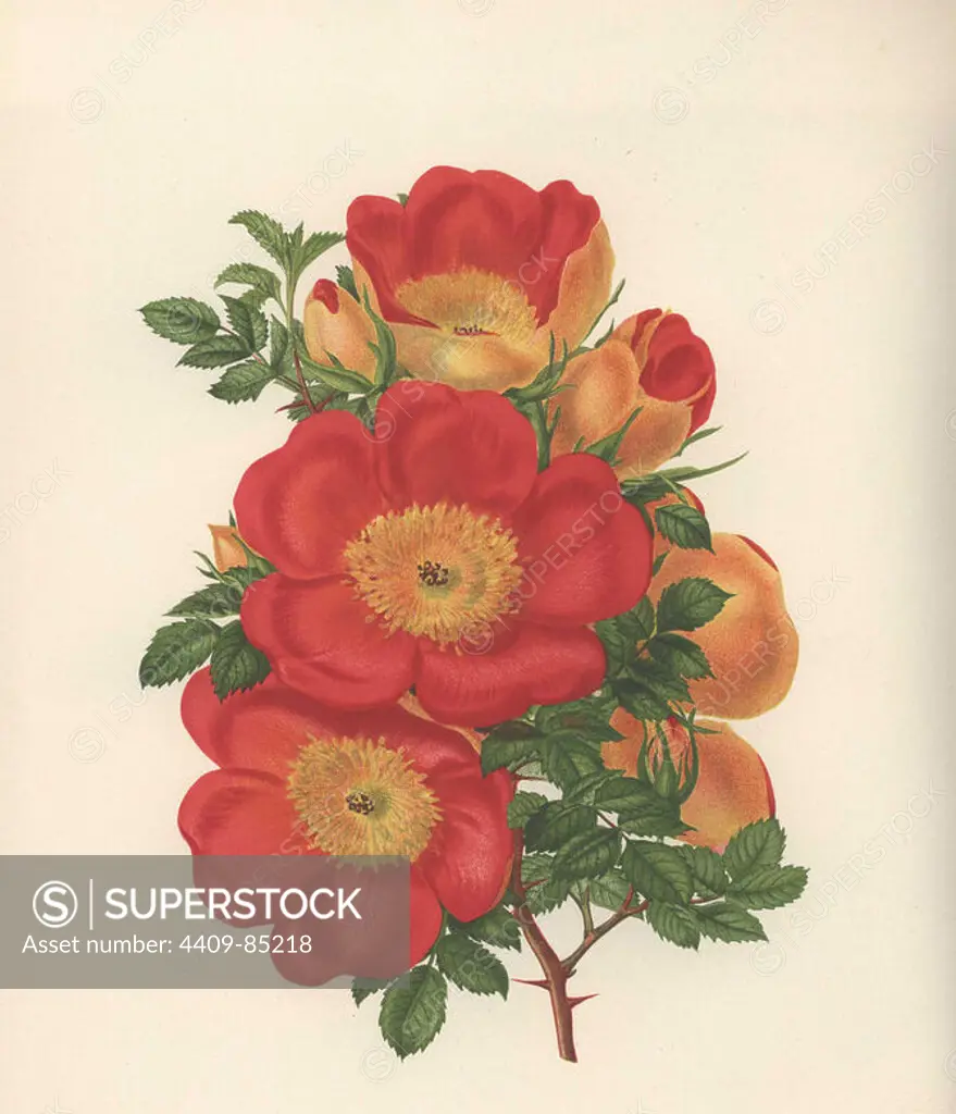 Austrian copper rose. Chromolithograph by Georges Severeyns from an illustration by Walter H. Fitch from William Paul's "The Rose Garden in two divisions," London, 1888. First issued in 1848 with 15 coloured plates, "The Rose Garden" soon became a standard work on roses and ran to 10 editions, the last in 1903. The illustrations for the 9th edition were by Walter Fitch, the famous artist who illustrated Curtis' "Botanical Magazine" for many years.