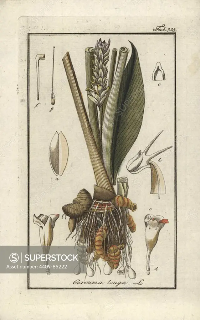 Turmeric, Curcuma longa. Handcoloured copperplate botanical engraving from Johannes Zorn's "Afbeelding der Artseny-Gewassen," Jan Christiaan Sepp, Amsterdam, 1796. Zorn first published his illustrated medical botany in Nurnberg in 1780 with 500 plates, and a Dutch edition followed in 1796 published by J.C. Sepp with an additional 100 plates. Zorn (1739-1799) was a German pharmacist and botanist who collected medical plants from all over Europe for his "Icones plantarum medicinalium" for apothecaries and doctors.