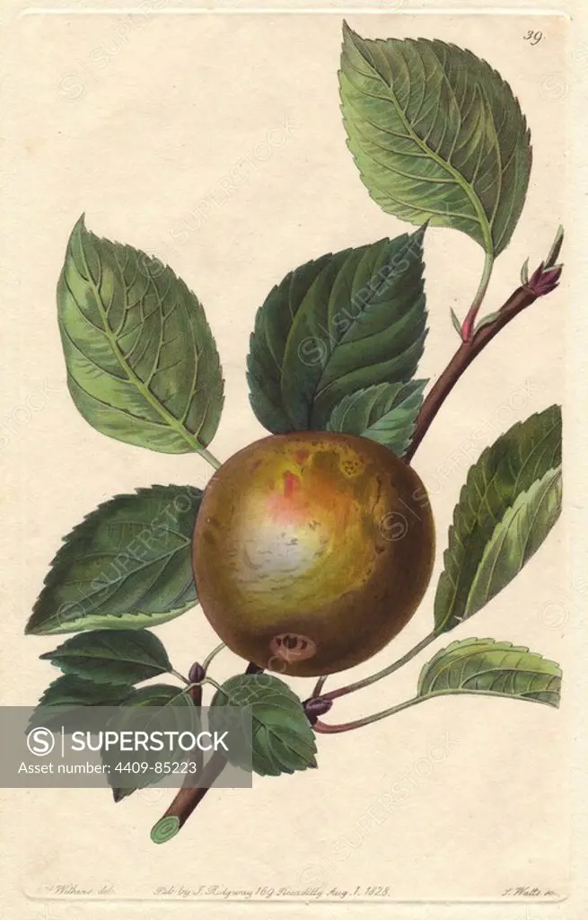 Golden Harvey apple, Malus domestica. Handcoloured copperplate engraving by S. Watts from a botanical illustration by Augusta Withers from John Lindley's "Pomological Magazine," James Ridgway, London, 1828. The magazine was published in three volumes from 1828 to 1830 and discontinued at plate 152 because of a dispute between the editors. Lindley (1795-1865) was an English botanist and gardener who published books on roses, orchids, and fruit. Mrs. Withers (1793-1877) was an eminent Victorian botanical artist and Flower Painter in Ordinary to Queen Adelaide.