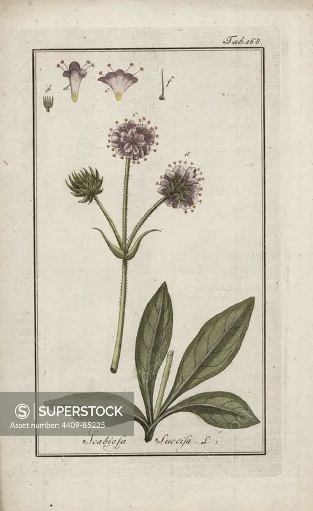 Devil's bit scabious, Succisa pratensis, native to Europe and north Africa. Handcoloured copperplate botanical engraving from Johannes Zorn's "Afbeelding der Artseny-Gewassen," Jan Christiaan Sepp, Amsterdam, 1796. Zorn first published his illustrated medical botany in Nurnberg in 1780 with 500 plates, and a Dutch edition followed in 1796 published by J.C. Sepp with an additional 100 plates. Zorn (1739-1799) was a German pharmacist and botanist who collected medical plants from all over Europe for his "Icones plantarum medicinalium" for apothecaries and doctors.