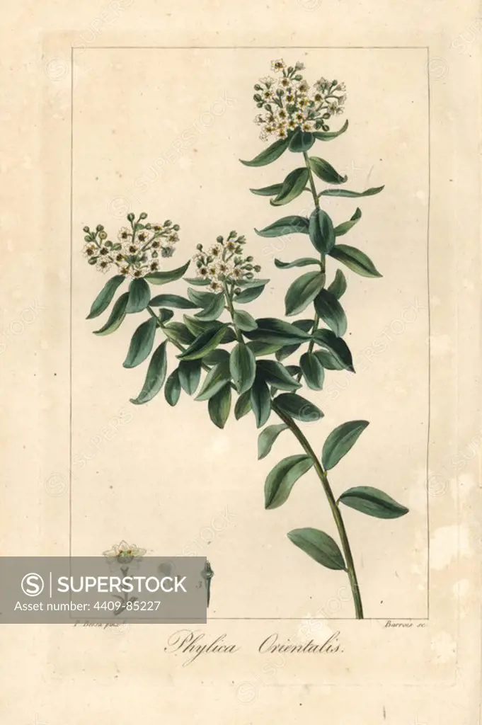 Phylica orientalis, native to South Africa. Handcoloured stipple engraving on copper by Barrois from a botanical illustration by Pancrace Bessa from Mordant de Launay's "Herbier General de l'Amateur," Audot, Paris, 1820. The Herbier was published from 1810 to 1827 and edited by Mordant de Launay and Loiseleur-Deslongchamps. Bessa (1772-1830s), along with Redoute and Turpin, is considered one of the greatest French botanical artists of the 19th century.