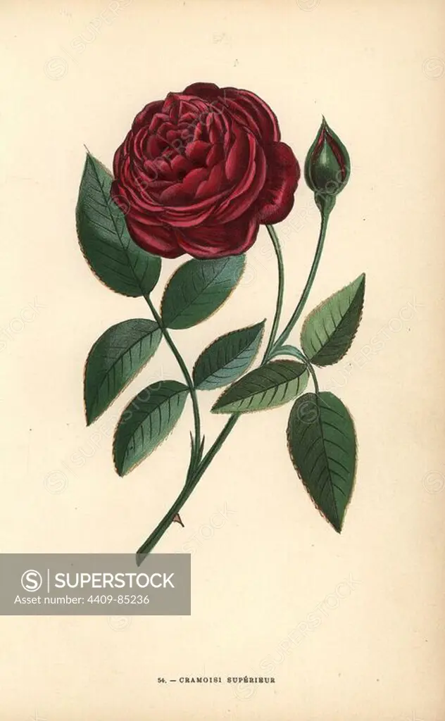 Cramoisi superieur rose, hybrid of the Bengale, Rosa chinensis. Chromolithograph drawn and lithographed after nature by F. Grobon from Hippolyte Jamain and Eugene Forney's "Les Roses," Paris, J. Rothschild, 1873. Jamain was a rose grower and Forney a professor of arboriculture. François Frédéric Grobon (1815-1901) ran his own atelier and illustrated "Fleurs" after Redoute with his brother Anthelme as the Grobon freres.