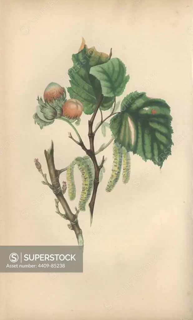 Hazel tree with male catkins, female buds and nuts, Corylus avellana. Handcoloured botanical illustration drawn from nature by Mrs. Rebecca Hey from her own "Spirit of the Woods," London, Longman, Rees, 1837. Rebecca Hey was a Victorian writer, poet and artist who wrote "Moral of Flowers" 1833 and "Recollections of the Lakes" 1841. The plates were probably engraved by William Clark, former draughtsman to the London Horticultural Society, and engraver on Hey's previous book.
