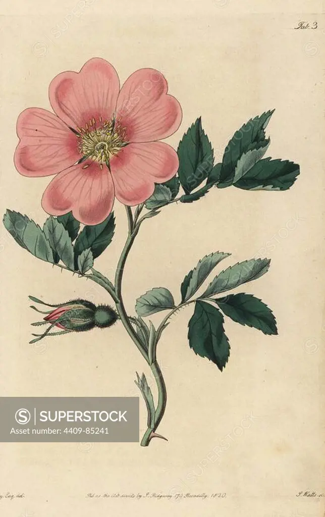 Spreading Carolina rose, Rosa laxa, with pink rose in flower and rosebud, leaves and thorns. Handcoloured copperplate engraved by Watts from an illustration by John Lindley from his own "Rosarum Monographia, or a Botanical History of Roses," London, Ridgeway, 1820. Lindley (1799-1865) was an English botanist who specialized in roses and orchids. Lindley wrote and illustrated this monograph when just 22 years old. He went on to edit the "Botanical Register" from 1829 to 1847.