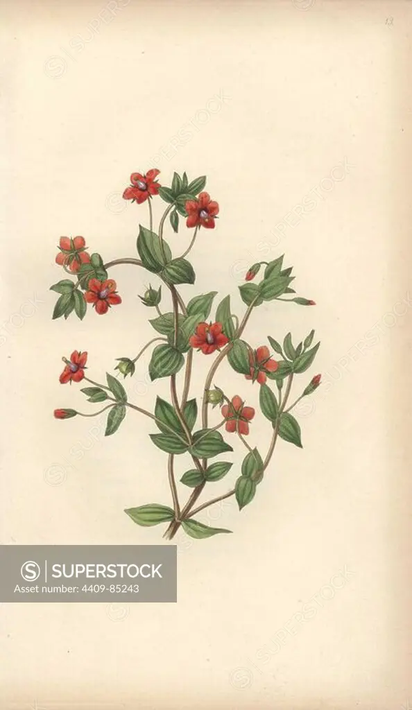 Scarlet pimpernel, Anagallis arvensis. Handcoloured botanical illustration drawn and engraved by William Clark from Rebecca Hey's "Moral of Flowers," London, Longman, Rees, 1833. Mrs. Rebecca Hey was a Victorian writer, poet and artist who wrote "Spirit of the Woods" 1837 and "Recollections of the Lakes" 1841. William Clark was former draughtsman to the London Horticultural Society and illustrated many botanical books in the 1820s and 1830s.