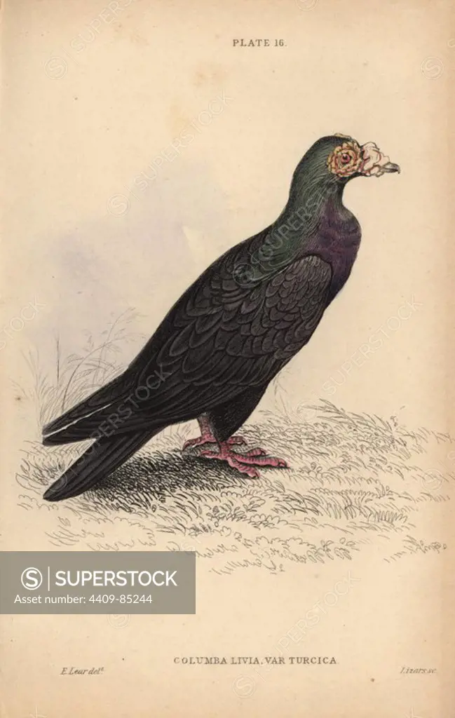 Turkish or mawmet pigeon, Columba livia var. turcica, breed of fancy pigeon. Handcoloured steel engraving by William Lizars after an illustration by Edward Lear from Prideaux John Selby's volume "Pigeons" in Sir William Jardine's "Naturalist's Library: Ornithology," published by W.H. Lizars, Edinburgh, 1835. Artist Edward Lear (1812-1888), today most famous for his literary nonsense and limericks, was a skilled ornithological artist who published "Illustrations of the Family of Psittacidae or Parrots" in 1832.