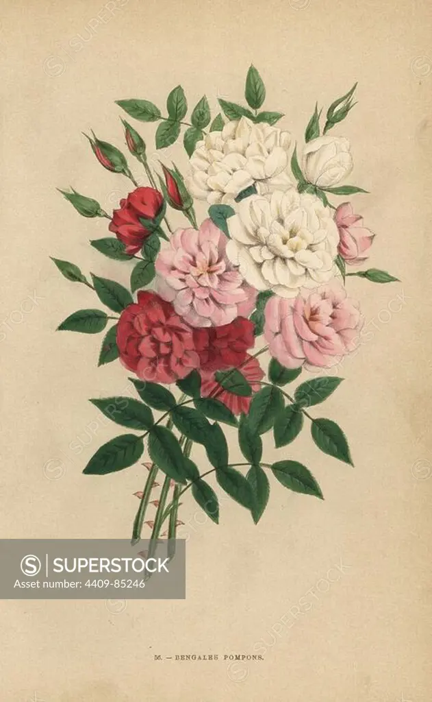Indian button roses, Bengale pompons, Rosa chinensis hybrids. Chromolithograph drawn and lithographed after nature by F. Grobon from Hippolyte Jamain and Eugene Forney's "Les Roses," Paris, J. Rothschild, 1873. Jamain was a rose grower and Forney a professor of arboriculture. François Frédéric Grobon (1815-1901) ran his own atelier and illustrated "Fleurs" after Redoute with his brother Anthelme as the Grobon freres.