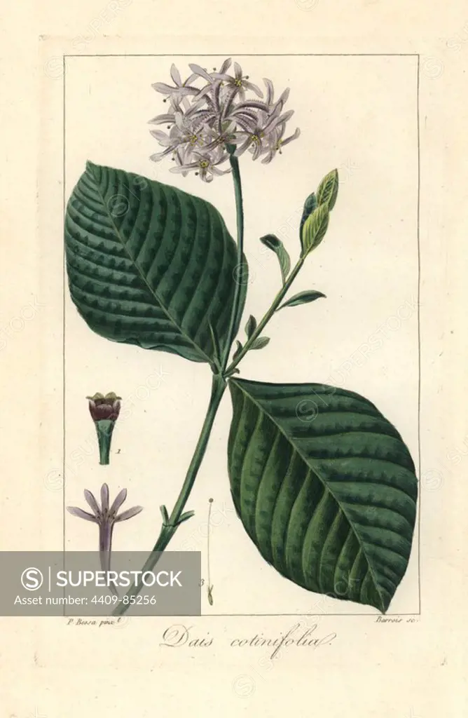 Pompom tree, Dais cotinifolia, native to South Africa. Handcoloured stipple engraving on copper by Barrois from a botanical illustration by Pancrace Bessa from Mordant de Launay's "Herbier General de l'Amateur," Audot, Paris, 1820. The Herbier was published from 1810 to 1827 and edited by Mordant de Launay and Loiseleur-Deslongchamps. Bessa (1772-1830s), along with Redoute and Turpin, is considered one of the greatest French botanical artists of the 19th century.