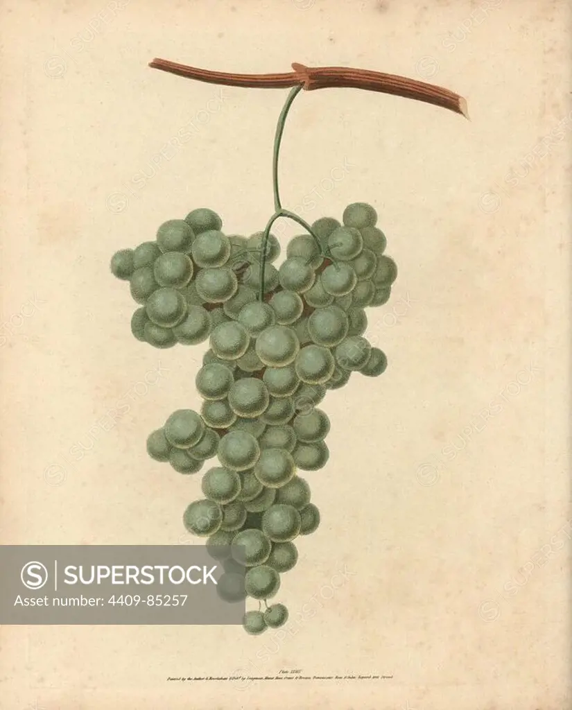 White Frontiniac grape, Vitis vinifera. Handcoloured stipple engraving of an illustration by George Brookshaw from his own "Pomona Britannica," London, Longman, Hurst, etc., 1817. The quarto edition of the original folio edition published from 1804-1812. Brookshaw (1751-1823) was a successful cabinet maker who disappeared in the 1790s before returning as a flower painter with the anonymous "New Treatise on Flower Painting," 1797.