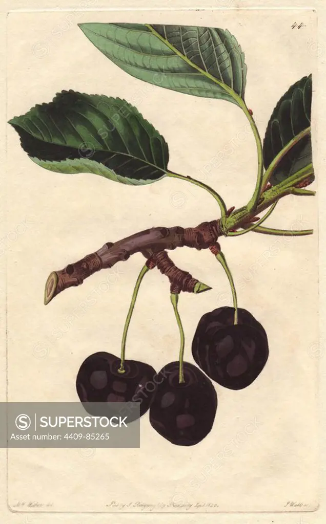 Black Tartarian cherry, Prunus avium, introduced from Circassia in Russia in 1794. Handcoloured copperplate engraving by S. Watts from a botanical illustration by Augusta Withers from John Lindley's "Pomological Magazine," James Ridgway, London, 1828. The magazine was published in three volumes from 1828 to 1830 and discontinued at plate 152 because of a dispute between the editors. Lindley (1795-1865) was an English botanist and gardener who published books on roses, orchids, and fruit. Mrs. Withers (1793-1877) was an eminent Victorian botanical artist and Flower Painter in Ordinary to Queen Adelaide.