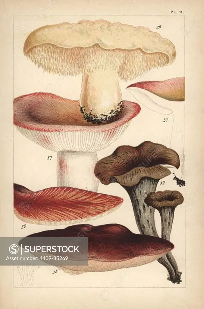 Wood hedgehog mushroom, Hydnum repandum 36, flirt mushroom, Russula vesca 37, beefsteak mushroom, Fistulina hepatica 38 and black chanterelle, Craterellus cornucopioides 39. Chromolithograph after an illustration by M. C. Cooke from his own "British Edible Fungi, how to distinguish and how to cook them," London, Kegan Paul, 1891. Mordecai Cubitt Cooke (1825-1914) was a British botanist, mycologist and artist. He was curator a the India Musuem from 1860 to 1879, when he transferred along with the botanical collection to the Royal Botanic Gardens, Kew.
