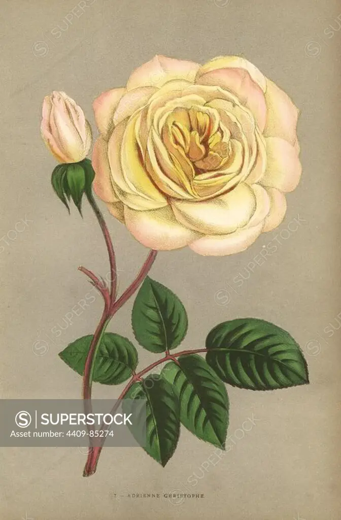 Adrienne Christophe rose, yellow variety of the tea rose raised by Monsieur Guillot Jr. in Lyon in 1868. Chromolithograph drawn and lithographed after nature by F. Grobon from Hippolyte Jamain and Eugene Forney's "Les Roses," Paris, J. Rothschild, 1873. Jamain was a rose grower and Forney a professor of arboriculture. François Frédéric Grobon (1815-1901) ran his own atelier and illustrated "Fleurs" after Redoute with his brother Anthelme as the Grobon freres.