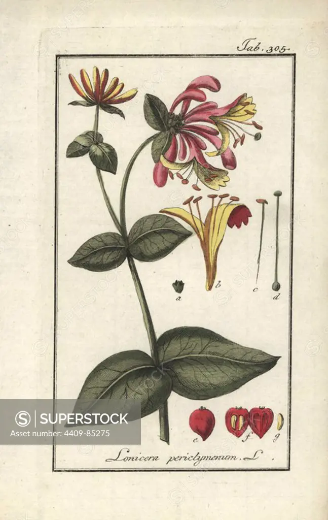 Honeysuckle, Lonicera periclymenum. Handcoloured copperplate botanical engraving from Johannes Zorn's "Afbeelding der Artseny-Gewassen," Jan Christiaan Sepp, Amsterdam, 1796. Zorn first published his illustrated medical botany in Nurnberg in 1780 with 500 plates, and a Dutch edition followed in 1796 published by J.C. Sepp with an additional 100 plates. Zorn (1739-1799) was a German pharmacist and botanist who collected medical plants from all over Europe for his "Icones plantarum medicinalium" for apothecaries and doctors.