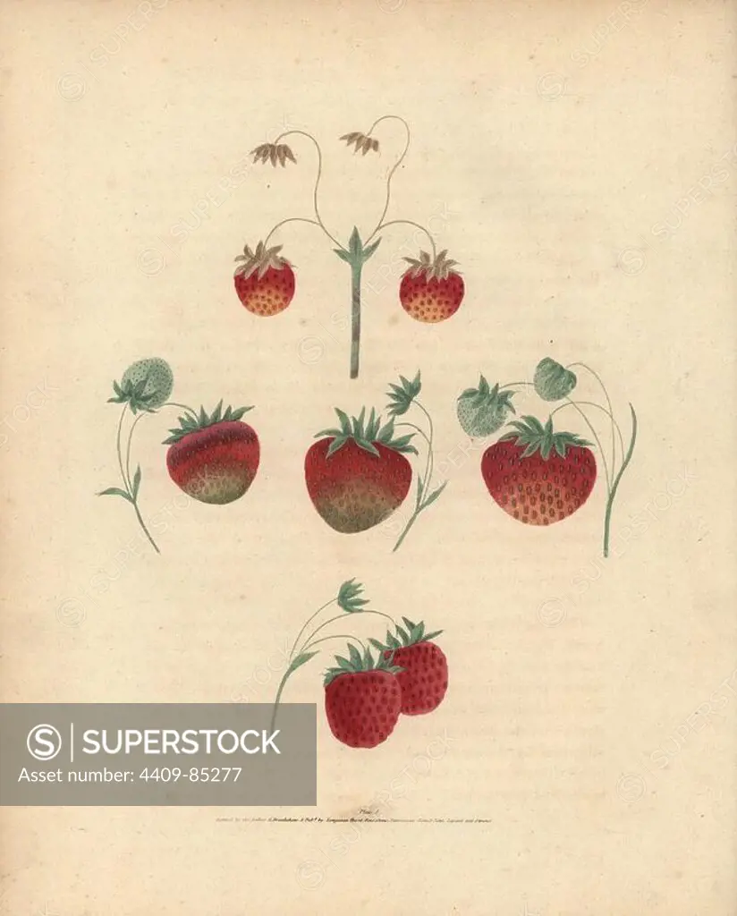Strawberry varieties: golden drop, pine, hautboy, chili and scarlet-flesh pine strawberry. Handcoloured stipple engraving of an illustration by George Brookshaw from his own "Pomona Britannica," London, Longman, Hurst, etc., 1817. The quarto edition of the original folio edition published from 1804-1812. Brookshaw (1751-1823) was a successful cabinet maker who disappeared in the 1790s before returning as a flower painter with the anonymous "New Treatise on Flower Painting," 1797.