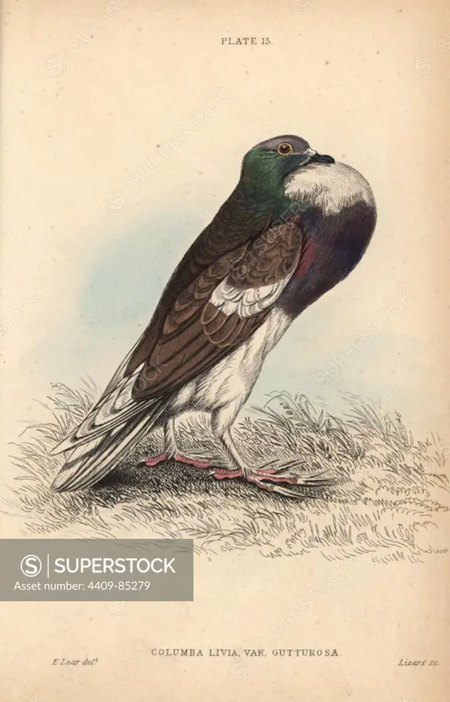 Pouter or cropper pigeon, Columba livia gutturosa subrubicunda, breed of fancy pigeon. Handcoloured steel engraving by William Lizars after an illustration by Edward Lear from Prideaux John Selby's volume "Pigeons" in Sir William Jardine's "Naturalist's Library: Ornithology," published by W.H. Lizars, Edinburgh, 1835. Artist Edward Lear (1812-1888), today most famous for his literary nonsense and limericks, was a skilled ornithological artist who published "Illustrations of the Family of Psittacidae or Parrots" in 1832.