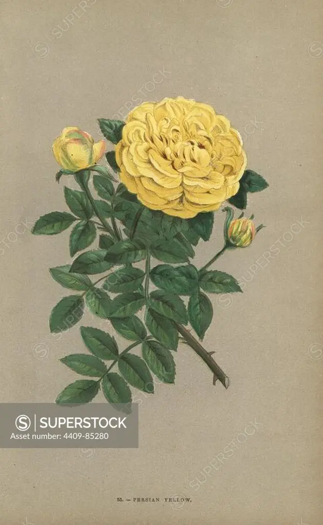 Persian yellow rose, Jaune de Perse, introduced from Persia to England in 1833 and to France in 1842. Chromolithograph drawn and lithographed after nature by F. Grobon from Hippolyte Jamain and Eugene Forney's "Les Roses," Paris, J. Rothschild, 1873. Jamain was a rose grower and Forney a professor of arboriculture. François Frédéric Grobon (1815-1901) ran his own atelier and illustrated "Fleurs" after Redoute with his brother Anthelme as the Grobon freres.