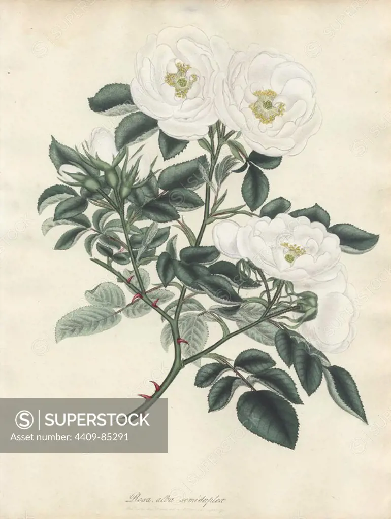 White rose, Rosa alba semi-duplex. Handcoloured copperplate botanical drawn, engraved and coloured by Henry Charles Andrews for his own "Roses, a monograph of the genus Rosa," London, 1806. Andrews was an English botanist, artist and engraver who published the "Botanist's Repository" from 1797 to 1812 and separate volumes on roses, geraniums and heaths.