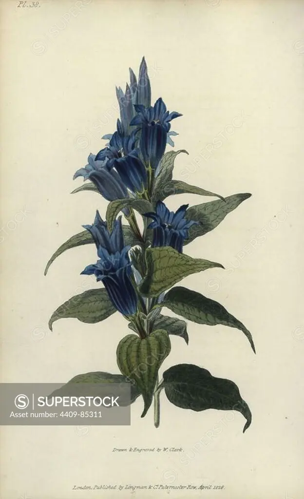 Willow gentian, Gentiana asclepiadea. Handcoloured botanical illustration drawn and engraved by William Clark from Richard Morris's "Flora Conspicua" London, Longman, Rees, 1826. William Clark was former draughtsman to the London Horticultural Society and illustrated many botanical books in the 1820s and 1830s.
