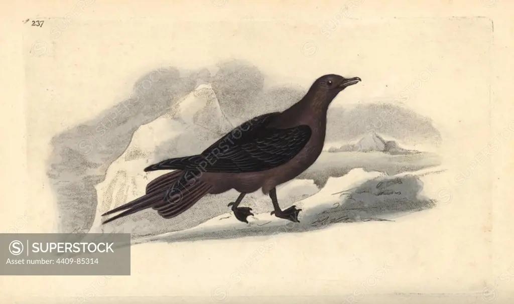 Parasitic Jaeger, Stercorarius parasiticus. Handcoloured copperplate drawn and engraved by Edward Donovan from his own "Natural History of British Birds," London, 1794-1819. Edward Donovan (1768-1837) was an Anglo-Irish amateur zoologist, writer, artist and engraver. He wrote and illustrated a series of volumes on birds, fish, shells and insects, opened his own museum of natural history in London, but later he fell on hard times and died penniless.