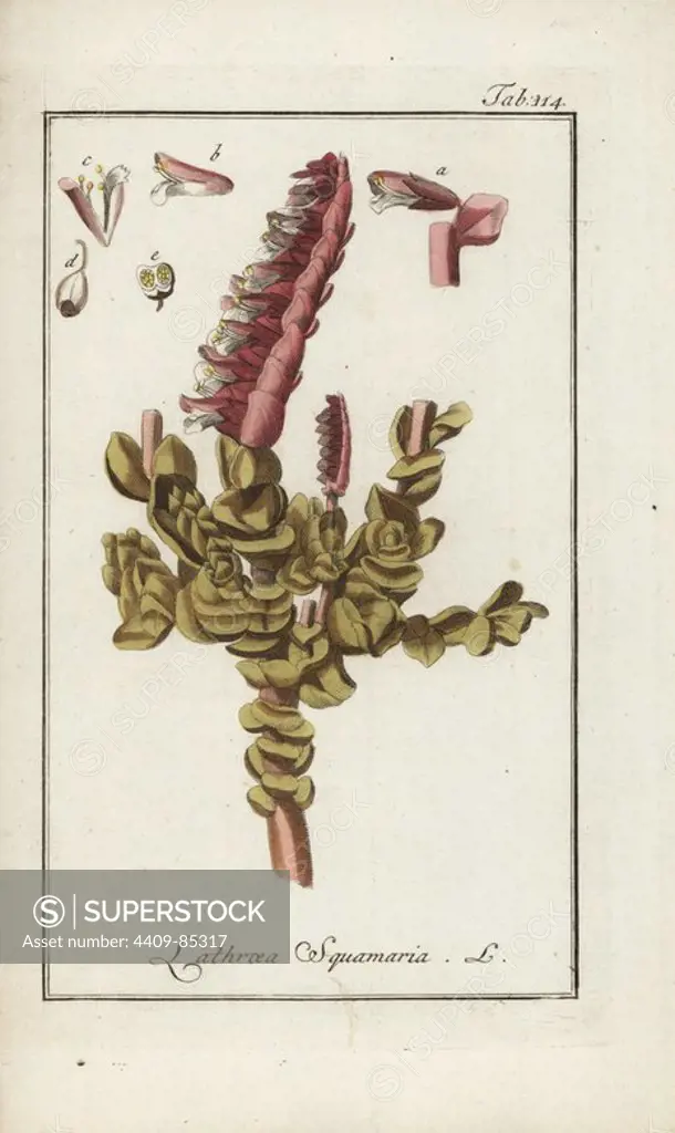 Common toothwort, Lathraea squamaria, parasitic on alder, hazel tree roots. Handcoloured copperplate botanical engraving from Johannes Zorn's "Afbeelding der Artseny-Gewassen," Jan Christiaan Sepp, Amsterdam, 1796. Zorn first published his illustrated medical botany in Nurnberg in 1780 with 500 plates, and a Dutch edition followed in 1796 published by J.C. Sepp with an additional 100 plates. Zorn (1739-1799) was a German pharmacist and botanist who collected medical plants from all over Europe for his "Icones plantarum medicinalium" for apothecaries and doctors.