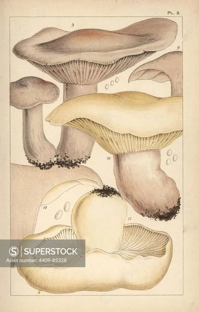 Wood blewit or blue stalk mushroom, Lepista nuda 9, field blewit, Lepista personata 10, and St. George's mushroom, Calocybe gambosa 11. Chromolithograph after an illustration by M. C. Cooke from his own "British Edible Fungi, how to distinguish and how to cook them," London, Kegan Paul, 1891. Mordecai Cubitt Cooke (1825-1914) was a British botanist, mycologist and artist. He was curator a the India Musuem from 1860 to 1879, when he transferred along with the botanical collection to the Royal Botanic Gardens, Kew.