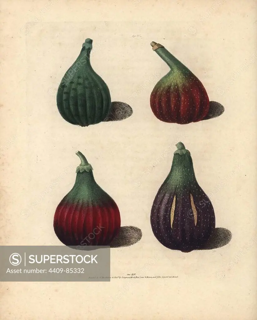 Fig varieties, Ficus carica: Green Ischias, Red Turkey, unknown variety and Turkey Fig. Handcoloured stipple engraving of an illustration by George Brookshaw from his own "Pomona Britannica," London, Longman, Hurst, etc., 1817. The quarto edition of the original folio edition published from 1804-1812. Brookshaw (1751-1823) was a successful cabinet maker who disappeared in the 1790s before returning as a flower painter with the anonymous "New Treatise on Flower Painting," 1797.